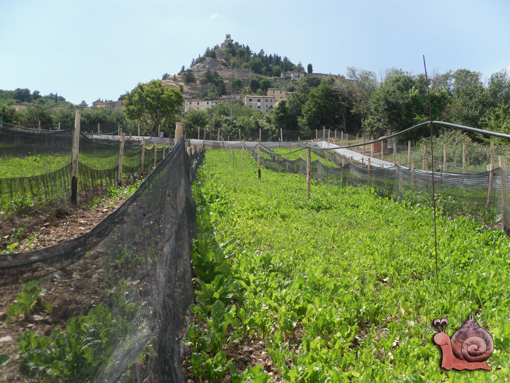 Vista su Campiglia dall'allevamento