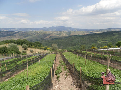 veduta della la Val d'Orcia dal nostro allevamento